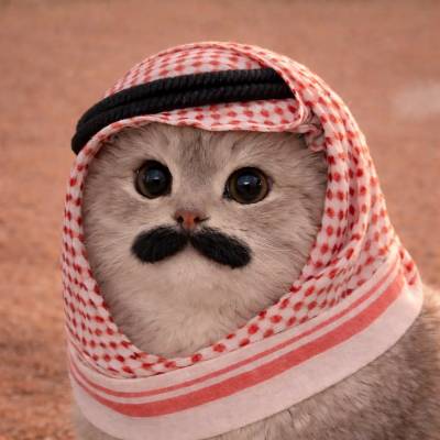 Shahla