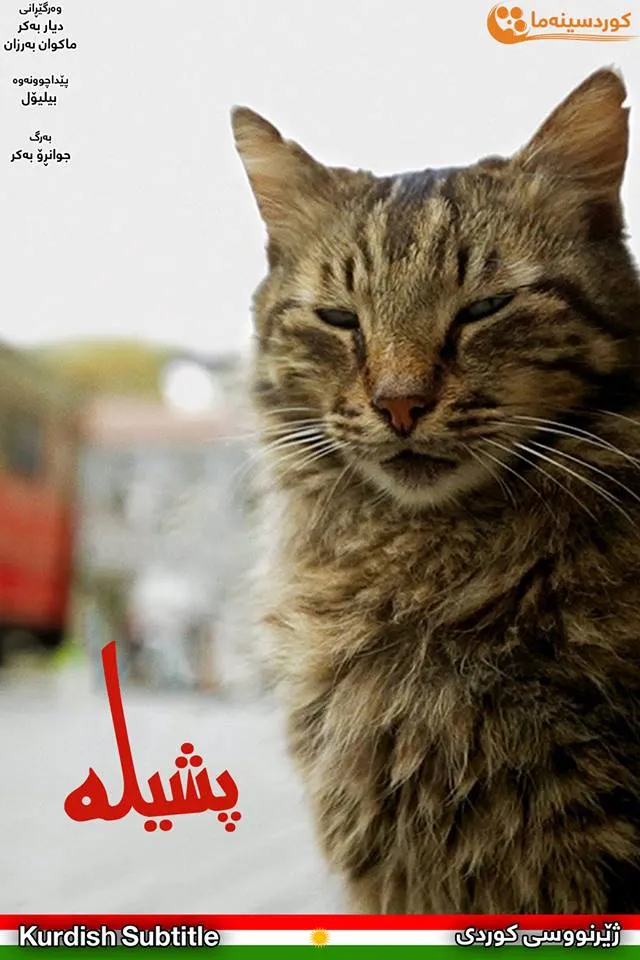 Kedi (2016)